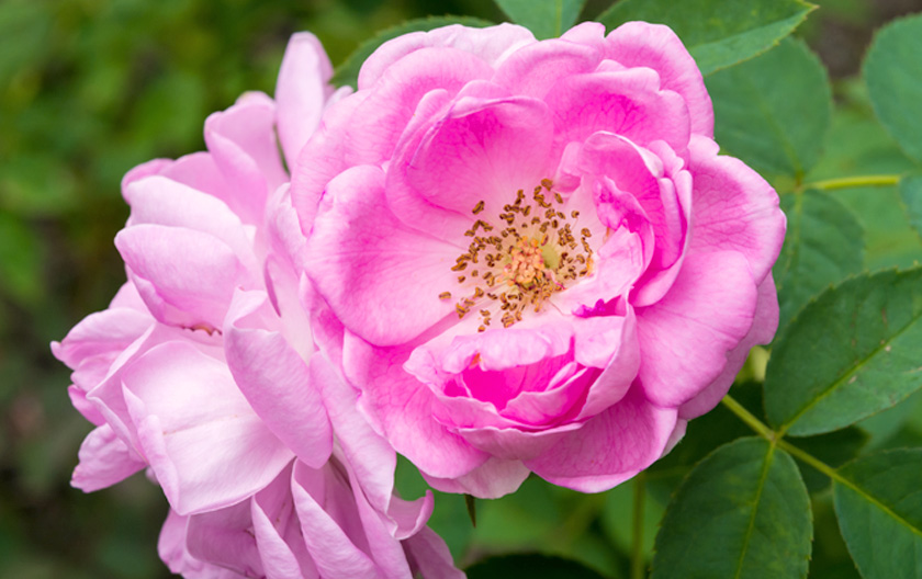 あのクレオパトラも愛した「バラの女王」ダマスクローズ。