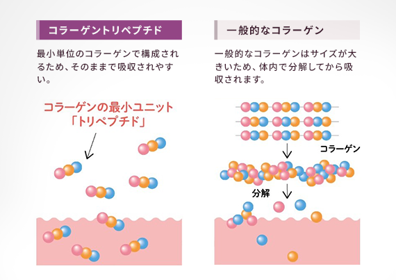 Wコラーゲンの説明図