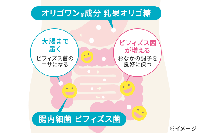 大腸までしっかり届く乳果オリゴ糖