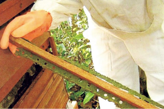 プロポリスエキス