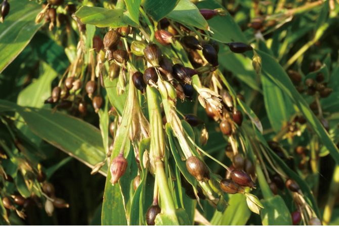 国産のハトムギだけを殻ごと使って酵素熟成！快朝を後押し