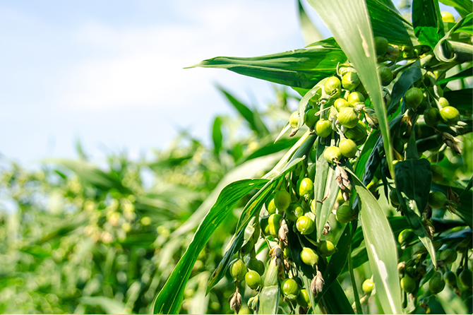 国産ハトムギを厳選、こだわりの焙煎で香ばしく