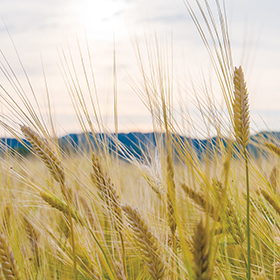 厳選した二条大麦が原料。