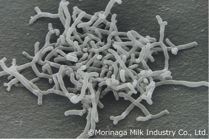 ブラックジンジャー由来ポリメトキシフラボン