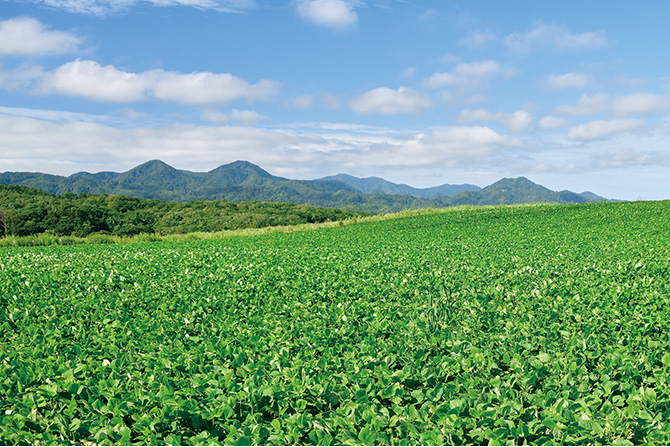 広大な大地で育まれる北海道産小豆