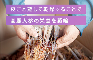 皮ごと蒸して乾燥することで高麗人参の栄養を凝縮